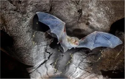 Тест "Летучая мышь"